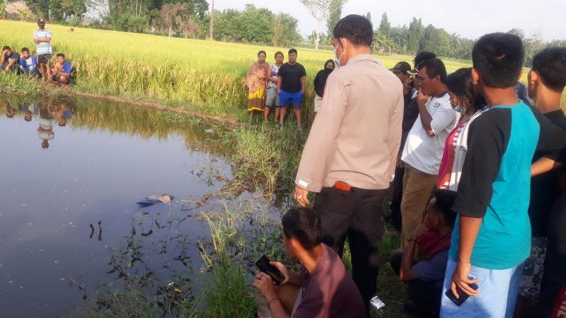 Polsek Beringin Terjun ke Penemuan Mayat Di Areal Persawahan Desa Aras Kabu