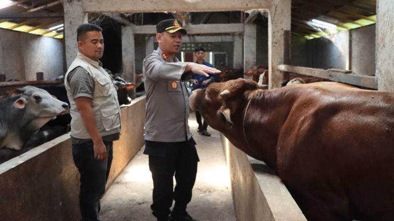 Jelang Hari Raya Idul Adha, Kapolres Dairi Sidak Perternakan Hewan Sapi Antisipasi Virus PMK