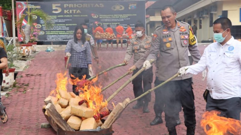 Polres Madina Gelar Pemusnahan Puluhan Bal Ganja Kering Siap Edar