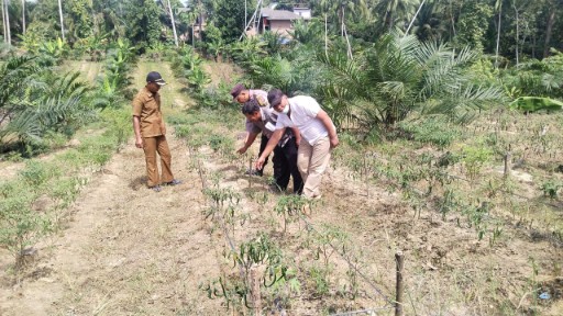 Bhabinkamtibmas Ketahanan Pangan Desa Alur Gadung Bersama Petugas Pertanian Laksanakan Penanaman Perdana Kacang Tanah