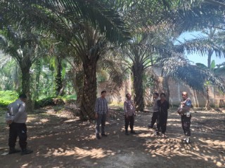 Polsek Pantai Labu Tindak Lanjuti informasi Media Terkait Judi Sabung Ayam