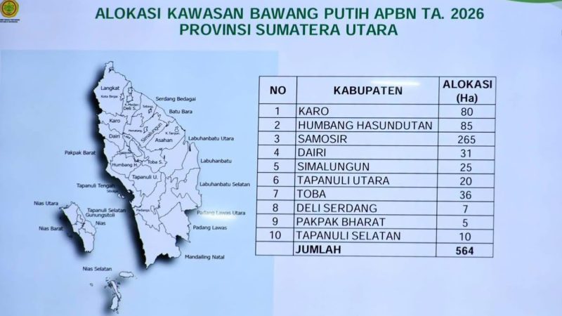 Samosir Jadi Raja Bawang Putih Sumut, Dapat Alokasi Terbesar 265 Hektare dari APBN 2026